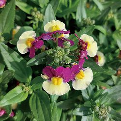 ネメシア：メノール　デュアルマゼンタ3-3.5号ポット