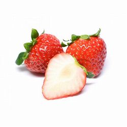 [26年2月中下旬予約]イチゴ（一季なり）：恋みのり4号ポット(PVP)