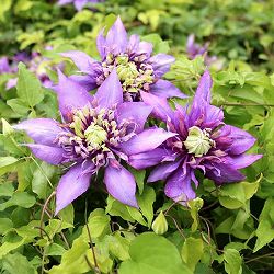 クレマチス：カッサイ（喝采）3.5号ロングポット（フロリダ系）