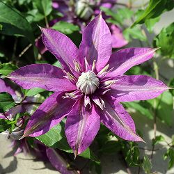クレマチス：ショウリュウ（昇龍）3.5号ロングポット（フロリダ系）