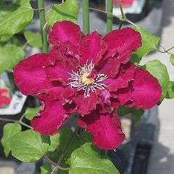 クレマチス：メイキュウノエリザベート（迷宮のエリザベート）3.5号ロングポット（パテンス系）