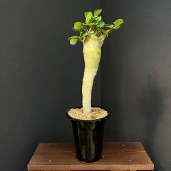 アデニウム ：スペシャルセレクト　5号25-01