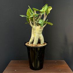 アデニウム ：スペシャルセレクト　5号25-04