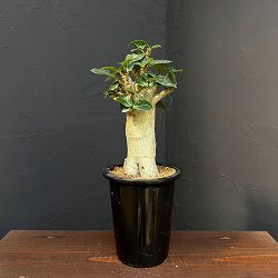 アデニウム ：スペシャルセレクト　4号25-05