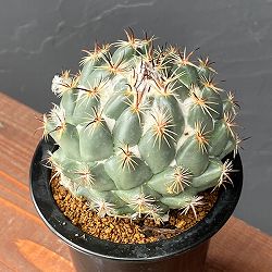 サボテン：コリファンタ　獅子奮迅　4号鉢植え