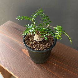 オペルクリカリア：パキプス（根挿し） 3号鉢植え