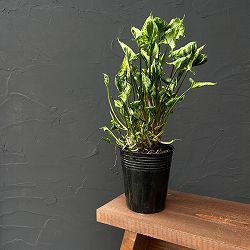 シンゴニウム：シュリンクハートレアリィ　3.5号ポット25-02