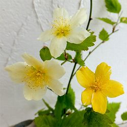 ヤマブキ(山吹）：吹雪錦4号ポット