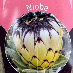 プロテア：ニオベ　7号鉢植え