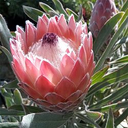 プロテア：ジュリエット7号鉢植え*