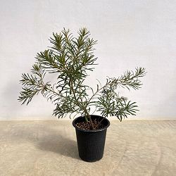 バンクシア：ヘアピンバンクシア（S）6号ポット