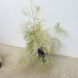 グレビレア：ハニーワンダー 7号鉢植え