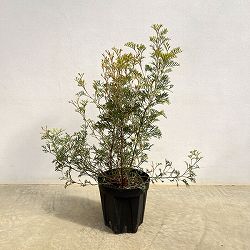 グレビレア：クリームパッション　6号鉢植え