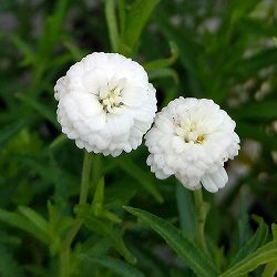 アキレア：ピーターコットンテイル4.5号ポット