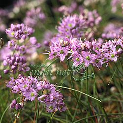 ラッキョウ：糸ラッキョウ2.5号ポット