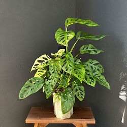 マドカズラ（斑入）6号ネガミエル植え25-01