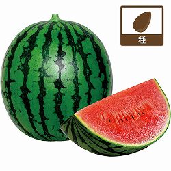 スイカ：極みスイート[野菜タネ　丸種]