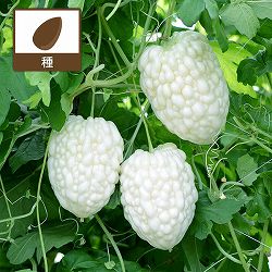 ゴーヤ：パールゴーヤ(TM)[野菜タネ　丸種]