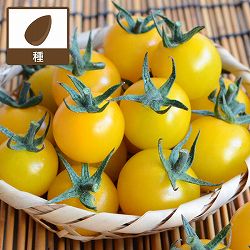 トマト（ミニ）：まるっ娘（こ）イエロー[かわいく美味しいミニトマト 野菜タネ 丸種]