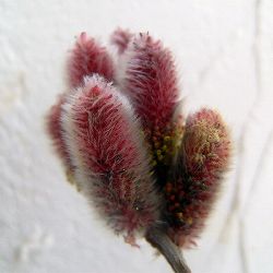 （わけあり特価）ネコヤナギ（猫柳）：ピンクネコヤナギ 5号ポット