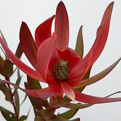 リューカデンドロン：レッドジェム　6号鉢植え