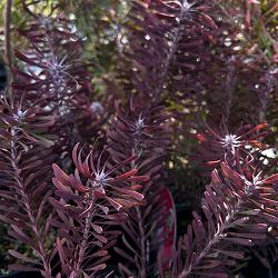 リューカデンドロン：パープルヘイズ　6号鉢植え