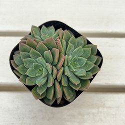 エケベリア：エメラルドリップ　3号ポット