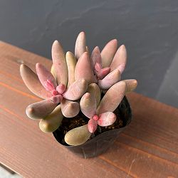 パキセダム：キャンディーグレープ　3号ポット