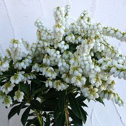 （わけあり特価）アセビ（馬酔木）：屋久島アセビ4.5号ポット