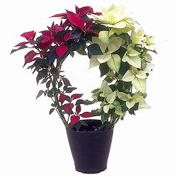 [25年11月中下旬予約]ポインセチア：紅白リース仕立て4号鉢植え