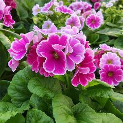 プリムラ：オブコニカ リブレ　ローズピコティ4号鉢植え