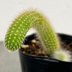 多肉植物　花サボテン　金紐シリーズ 金4番 2023年に咲いた サボテンの花｜🍀GreenSnap（グリーンスナップ） 多肉