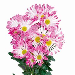 キク(菊):ピスコ2.5号ポット