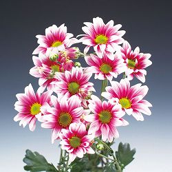二度咲く変わり菊:ルース2.5号ポット