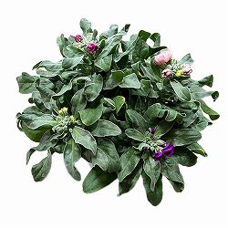 [25年11月中下旬予約]ストック4色ミックス植え4.5号鉢植え