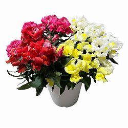 [25年11月中下旬予約]キンギョソウ（金魚草）：ポップアップ4色ミックス植え4.5号鉢植え