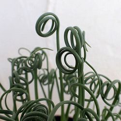 アルブカ：スピラリス　3号鉢植え