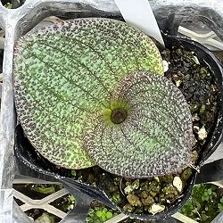 マッソニア・プスツラータ　2.5号鉢植え