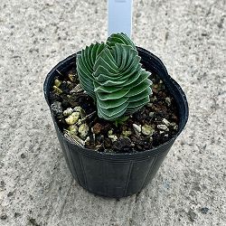 クラッスラ：キムナッキー　2.5号ポット