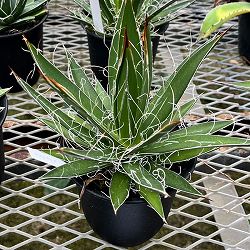 アガベ：フィリフェラ4号鉢植え（乱れ雪）