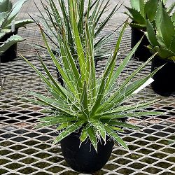 アガベ：マルチフィリフェラ4号鉢植え