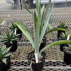 アガベ：テキラーナ4号鉢植え