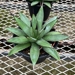 アガベ：マクロアカンサ×ポタトラム　4号鉢植え