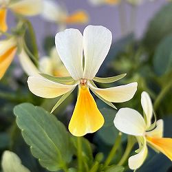 【お1人様1ポット】ビオラ:ビオレッタ サニーサンライズ3.5号ポット