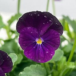 【お1人様1ポット】ビオラ:ビオレッタ ぺリラシェイカー3.5号ポット