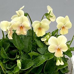 【お1人様1ポット】ビオラ:ビオレッタ ミスピーチ3.5号ポット