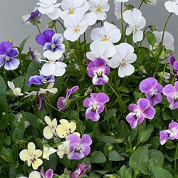 【お1人様1ポット】ビオラ:ビオレッタ ルーキーズ3.5号ポット