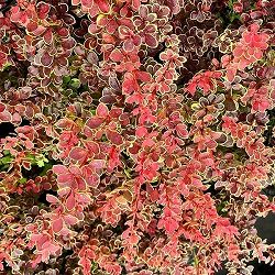 メギ（バーベリス）：ルビースター4.5号ポット