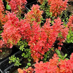 メギ（バーベリス）：オレンジアイス4.5号ポット