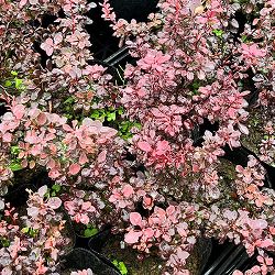 メギ（バーベリス）：インスピレーション.5号ポット